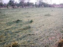 बुधनी टाइम्स