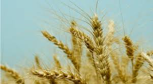 बुधनी टाइम्स