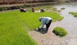 बुधनी टाइम्स