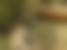 बुधनी टाइम्स